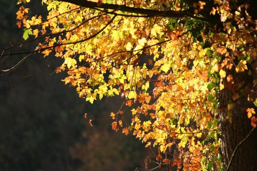 leaves  trees  autumn