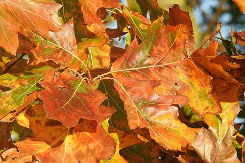 leaves  oak leaves  autumn