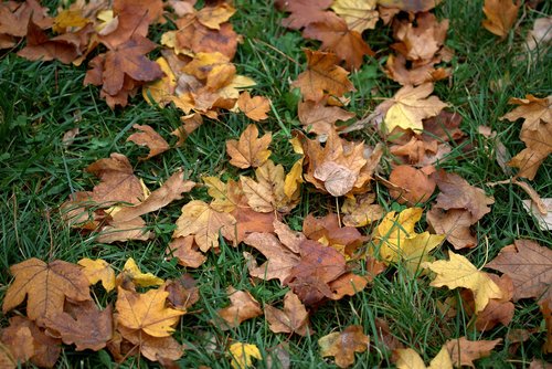 leaves  dry  yellow