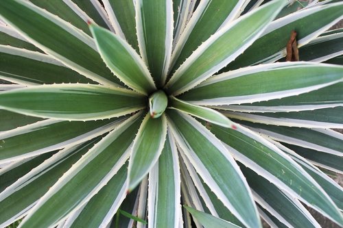 leaves  plant  green