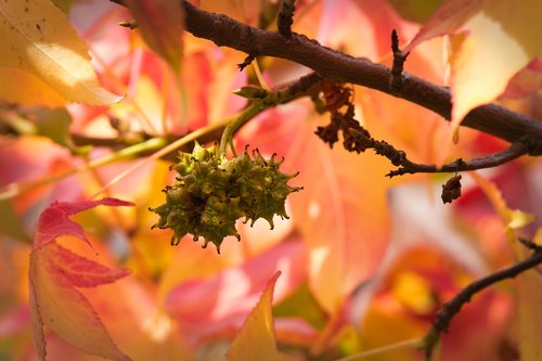 leaves  maple  fruit