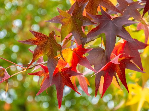 leaves  maple leaves  autumn colours