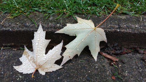 leaves  raindrop  wet