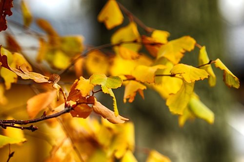 leaves  nature  autumn