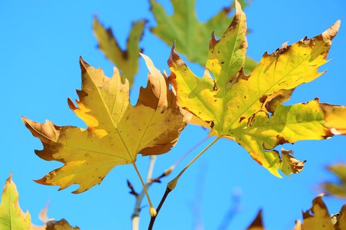 leaves  autumn  the leaves are