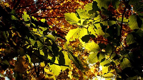 leaves  autumn  sun