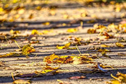 leaves  autumn  colorful