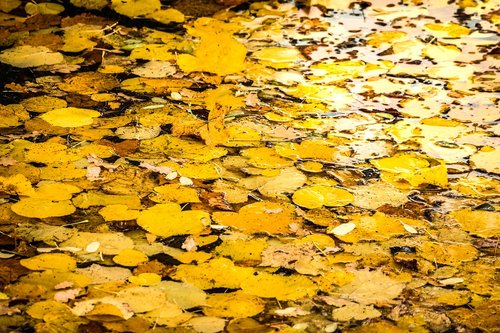 leaves  leaves carpet  autumn