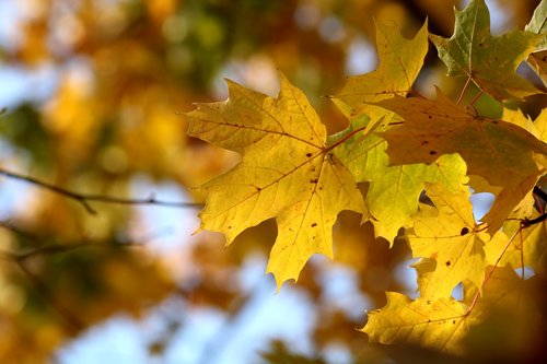 leaves  autumn  colors
