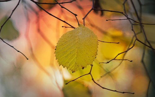 leaves  beech  autumn