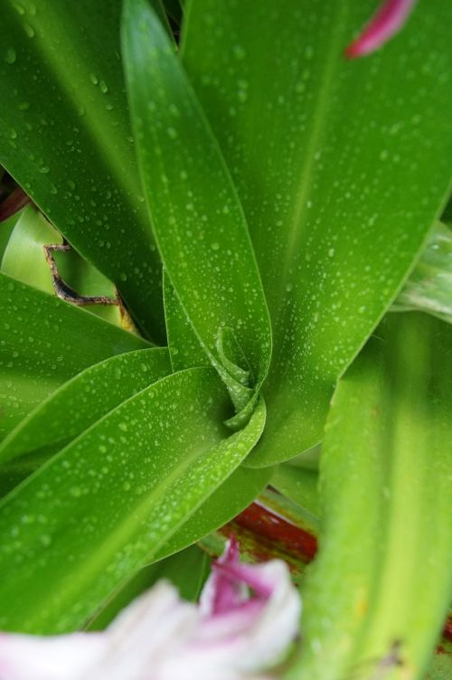 leaves plants flower