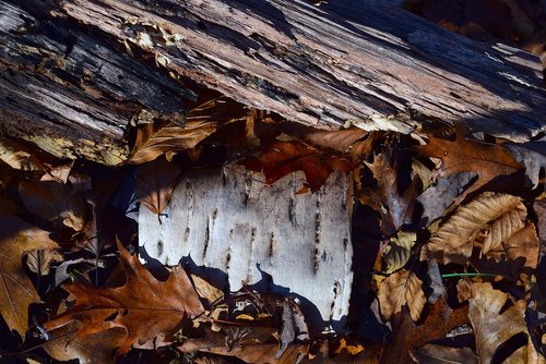 leaves  bark  autumn