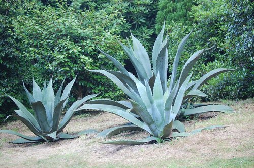 leaves  plant  nature