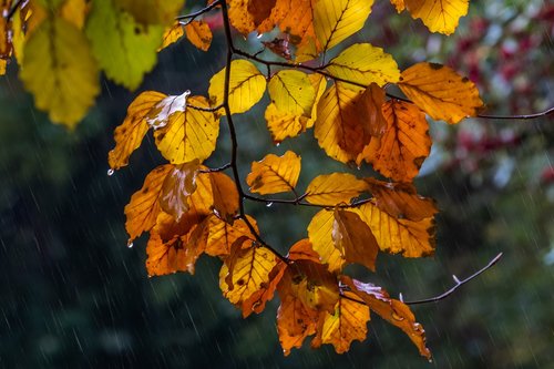 leaves  fall  colorful