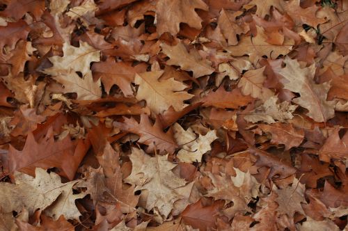 leaves autumn forest