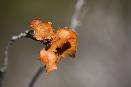 leaves  branches  nature