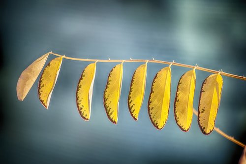 leaves  plant  green