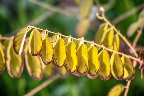 leaves  plant  green