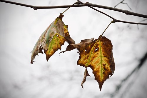 leaves  dried leaves  winter