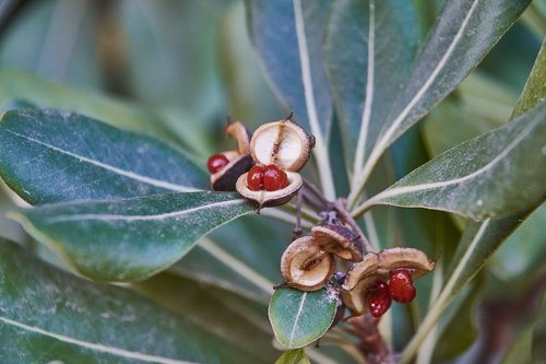 leaves  fruits  green