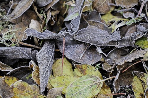 leaves  frost  cold