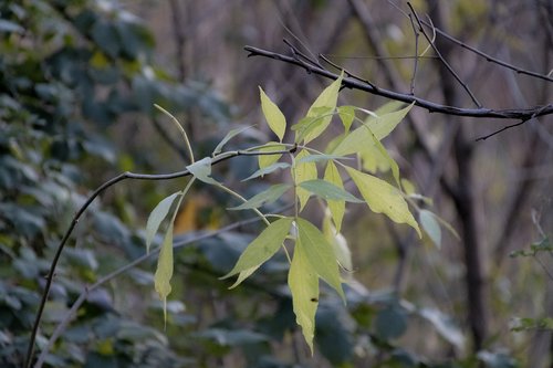 leaves  woods  nature