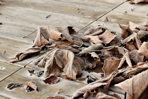 leaves  autumn  winter