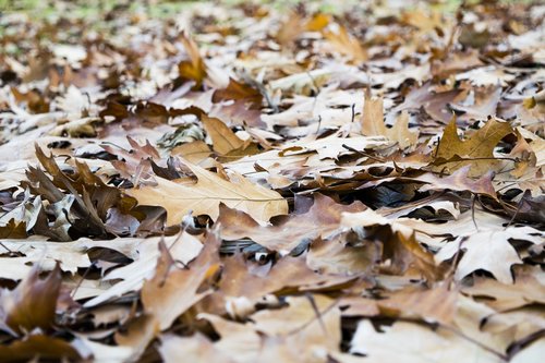 leaves  brown  elijah clerici