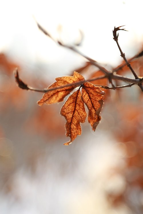 leaves  leaf  autumn