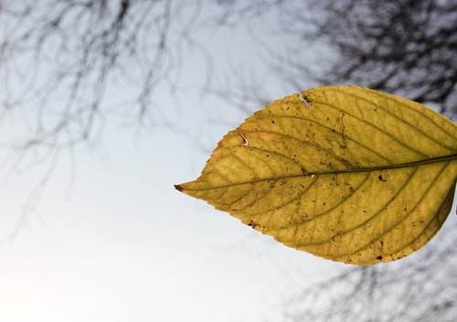 leaves  nature  plant