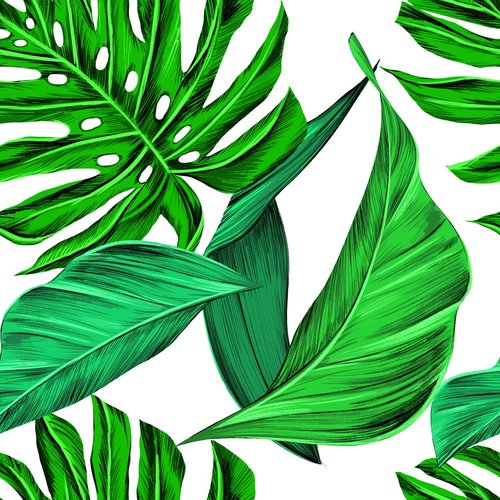 leaves  tropical  monstera