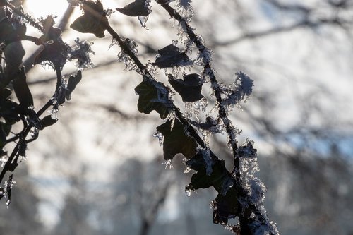 leaves  ice  frost