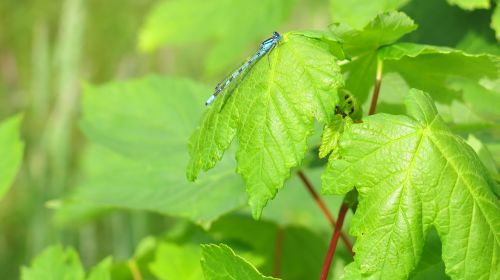 leaves green blue