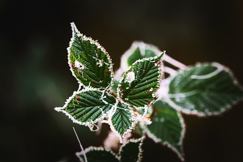 leaves  green  frost