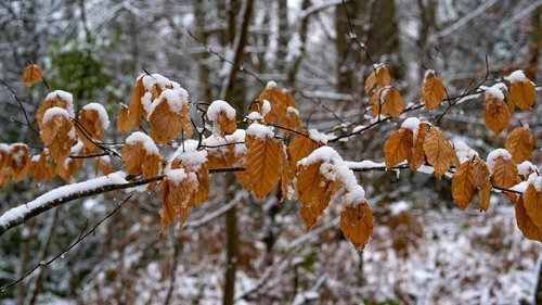 leaves  winter  copperbrown