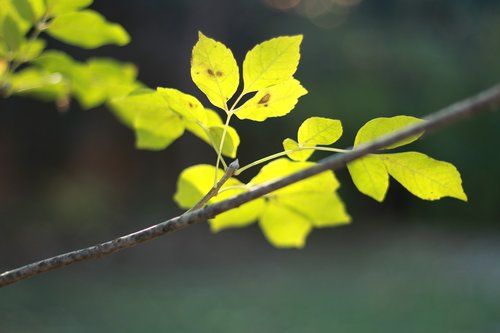 leaves  sun  green