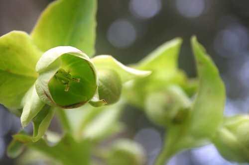 leaves  nature  plant