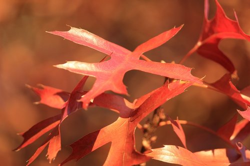 leaves  nature  fall