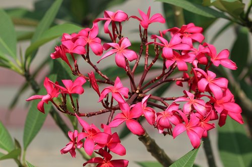 leaves  flowers  branch