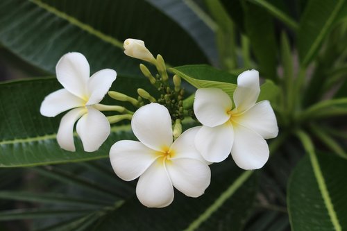 leaves  flowers  white