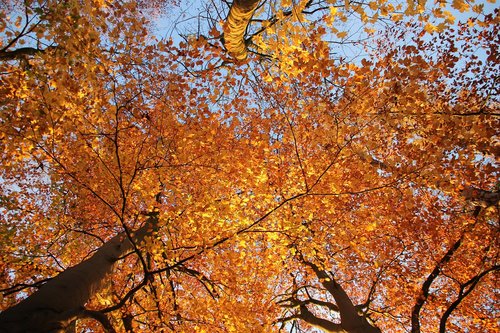 leaves  sunshine  tree