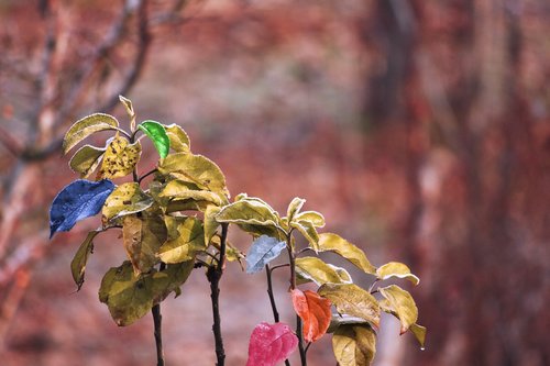 leaves  tree  nature