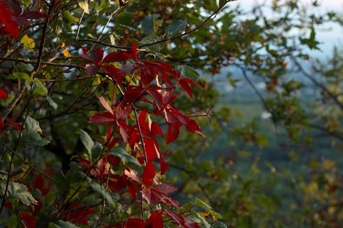 leaves  red  green