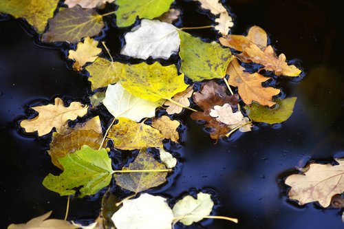 leaves  color  autumn