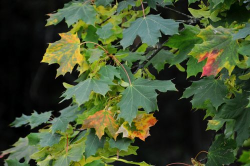 leaves  branch  maple