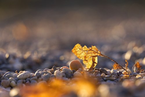 leaves  leaf  decay