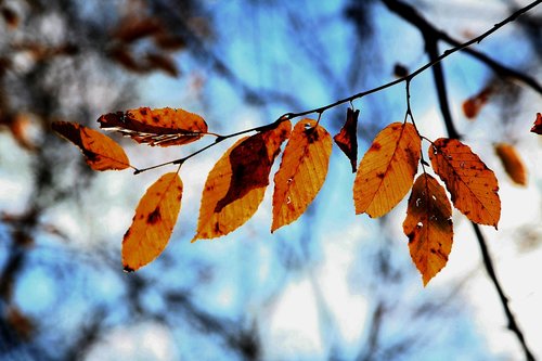 leaves  tree  green