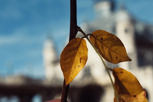 leaves  color  autumn