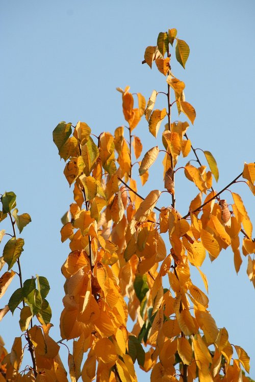 leaves  autumn  tree trees