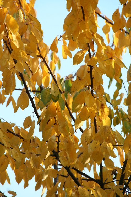 leaves  autumn  tree trees